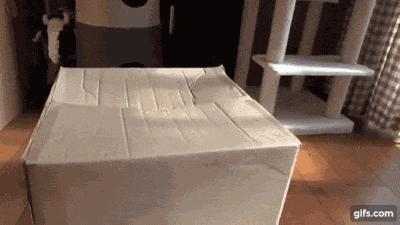 可爱小橘猫长大,小橘猫1个月很丑