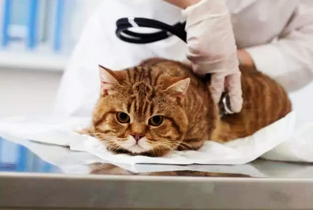 猫耳朵发热是什么原因,猫耳朵发热是怎么回事啊