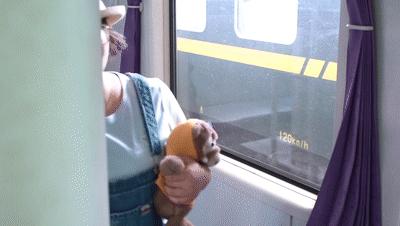 端午怎么订票,端午出游怎么买机票最便宜