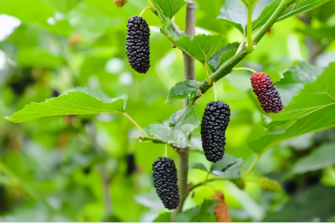 夏天解暑降火茶配方有哪些,夏季清热降火茶推荐喝什么