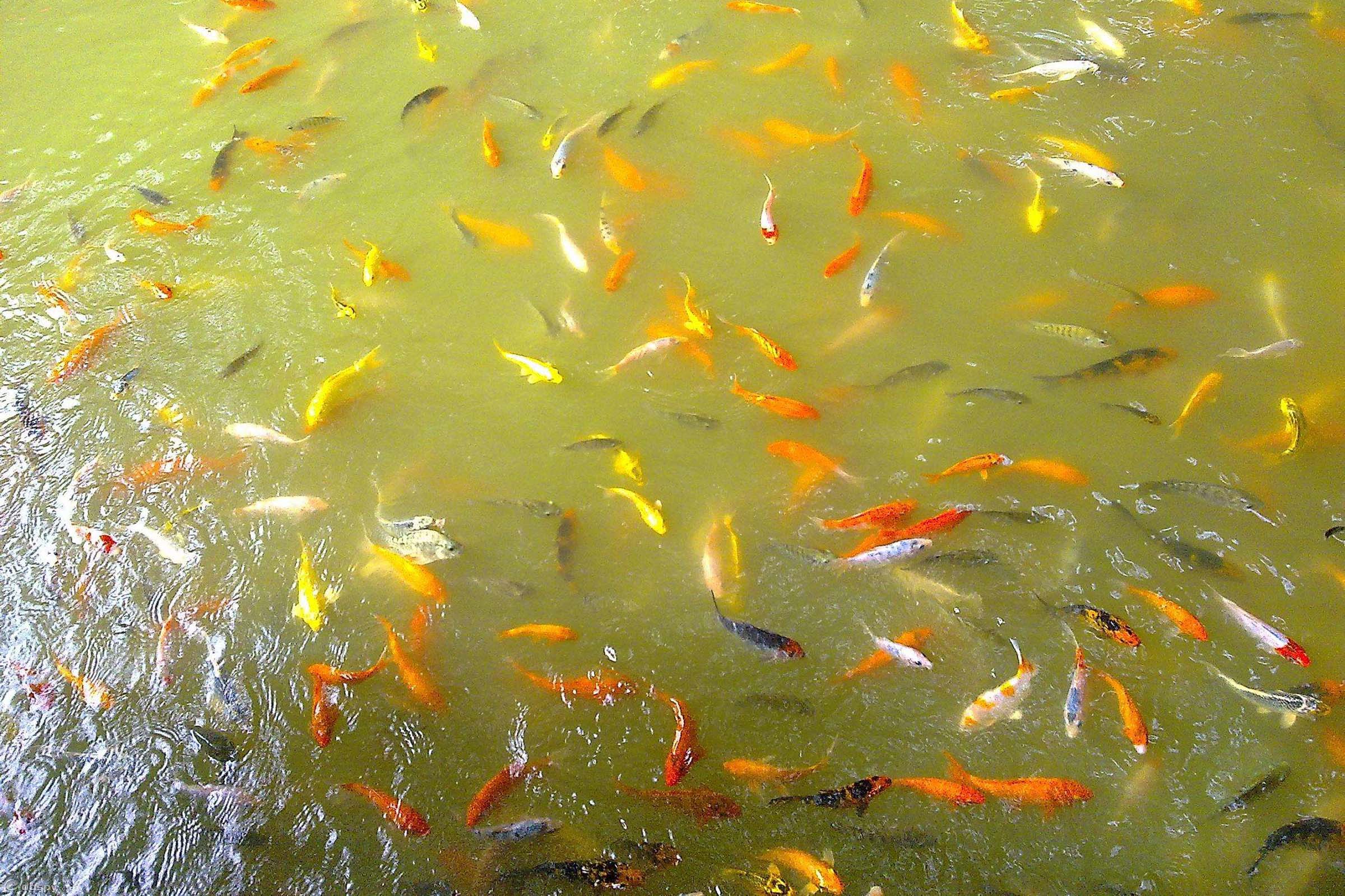 什么样的钓鱼小药穿透力强,什么钓鱼小药可以增加穿透力