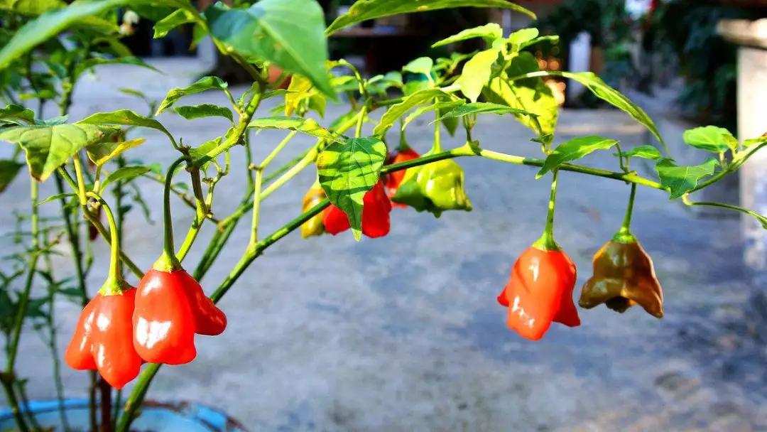 阳台种菜实现蔬菜自给自足,阳台种菜的方法和技巧大全