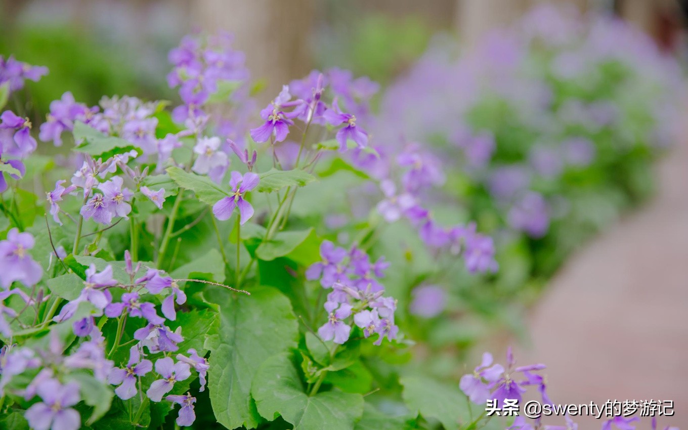 绿野仙踪越南完整版,隐藏在大山深处的绿野仙踪