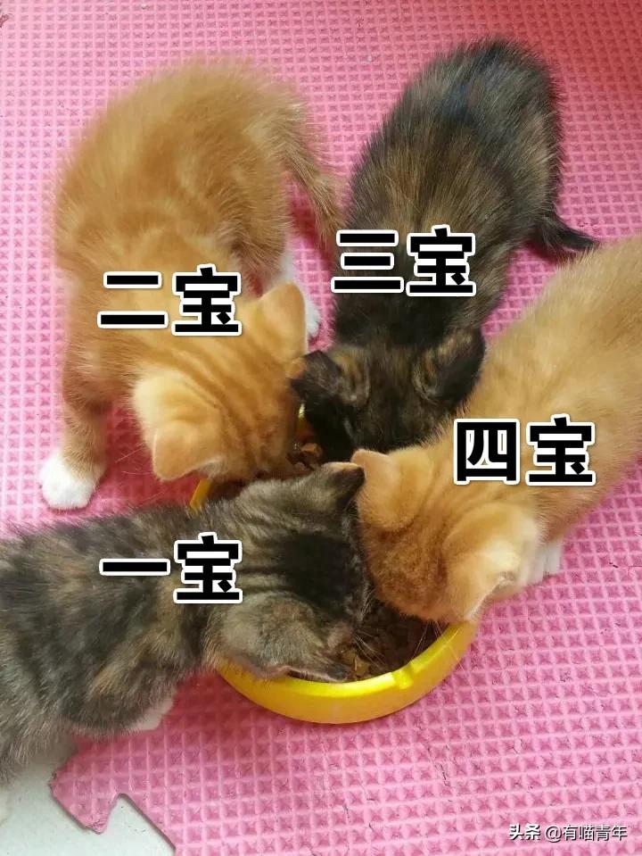 网上买的猫运回来死了,网上买猫三天送到半夜死了