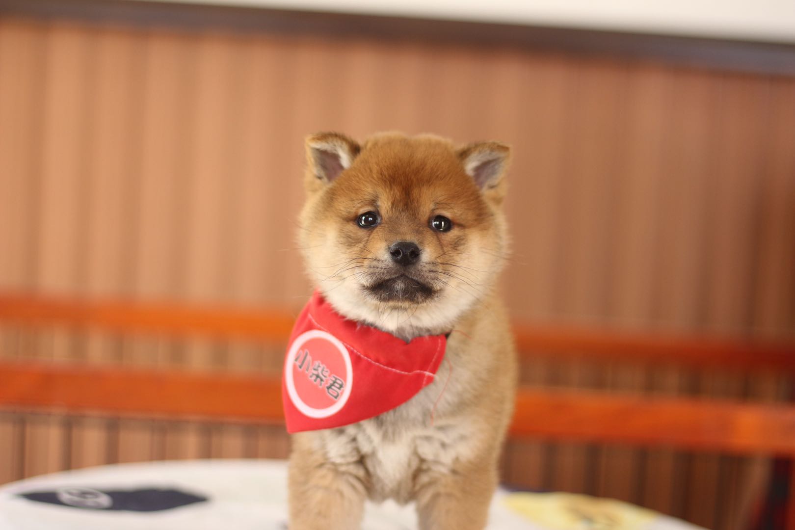 柴犬的优点,柴犬的优点是什么