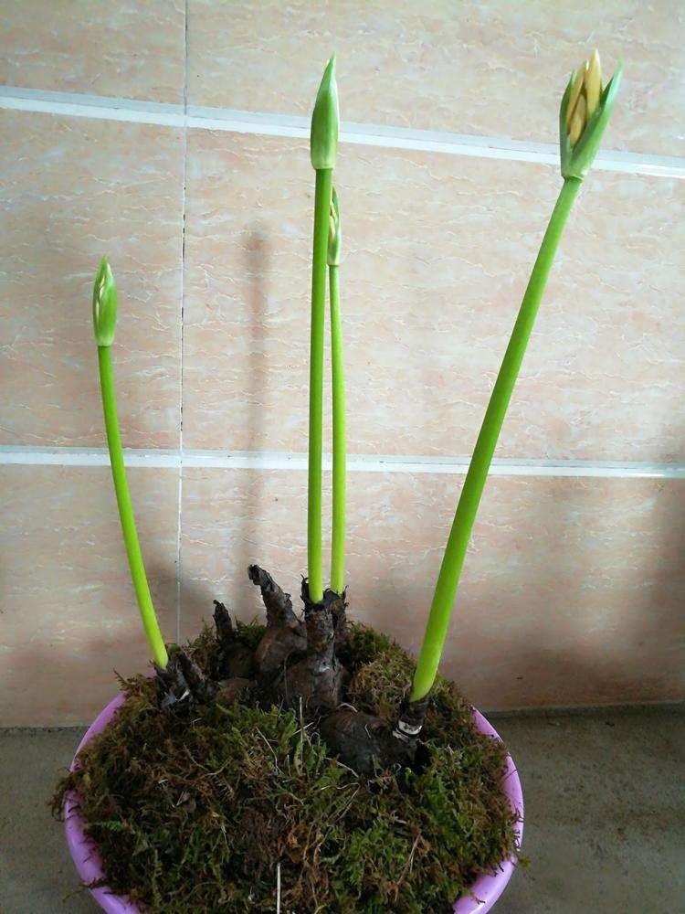 彼岸花可以种在院子里面,彼岸花不能放在什么地方