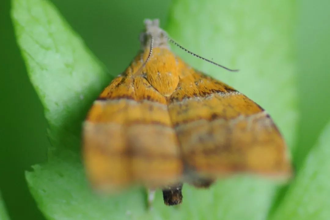 传说中的蛊虫真的有吗,传说中的扑棱蛾子
