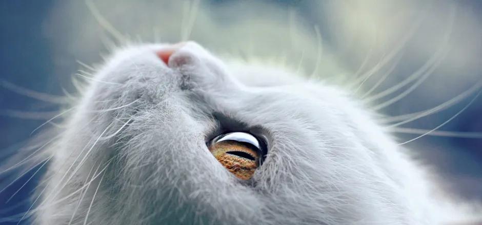 猫咪眼中的漂亮猫咪是什么样的,猫咪猫眼照片