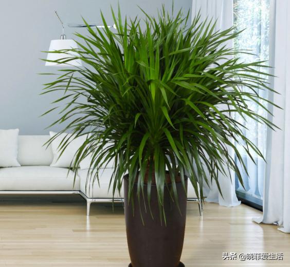 好养又寓意好的室内花,室内好养的对身体好花有几种