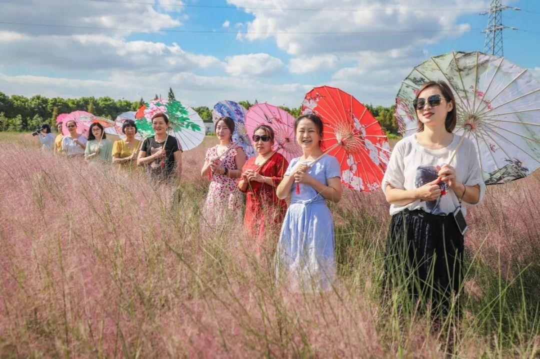 常熟网红基地花海,常熟网红粉黛花海