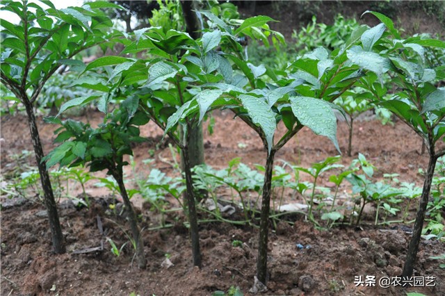 高产魔芋普通魔芋有什么不同,魔芋怎么种植才能高产