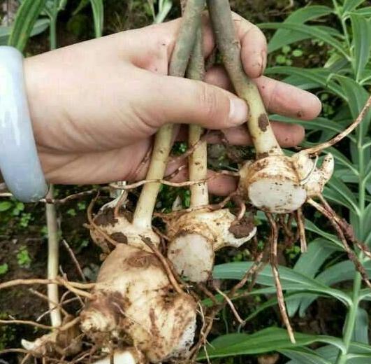 农村山野里的鸡头参你认识它吗,冬季怎样去山里挖鸡头参