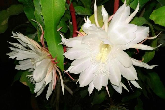 昙花怎么养殖才能长得茂盛,昙花怎样养殖才能养得更茂盛