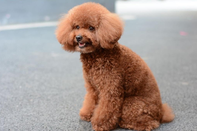 泰迪犬拉的大便特别臭是怎么回事,泰迪犬大便颜色发红怎么回事