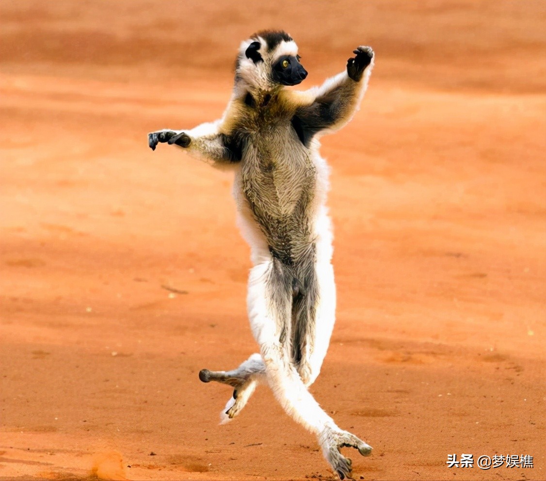 马达加斯加真土豪，红木多得像白菜，做米缸要用紫檀木