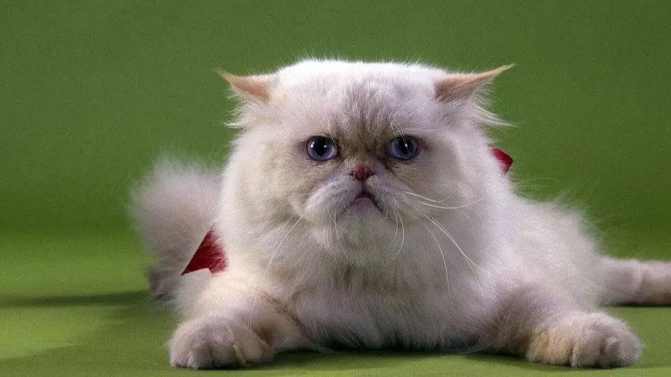 如何区分猫咪有鼻涕和泪痕,蓝白猫咪有泪痕怎么回事