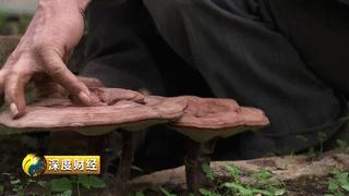 可以致富的植物,可以发家致富的五种植物