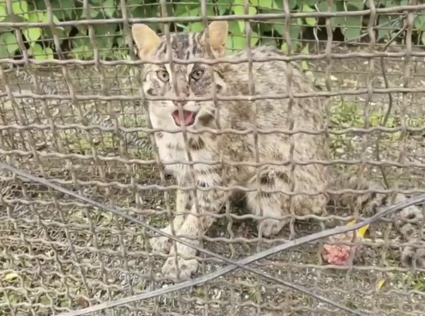 野生豹猫到村民家里偷鸡,豹猫偷鸡事件
