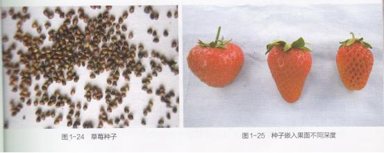 高产的高架草莓无土栽培技术,有机草莓的大棚种植与管理技术