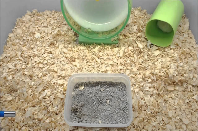 仓鼠笼怎么防臭,仓鼠笼放什么可以除臭