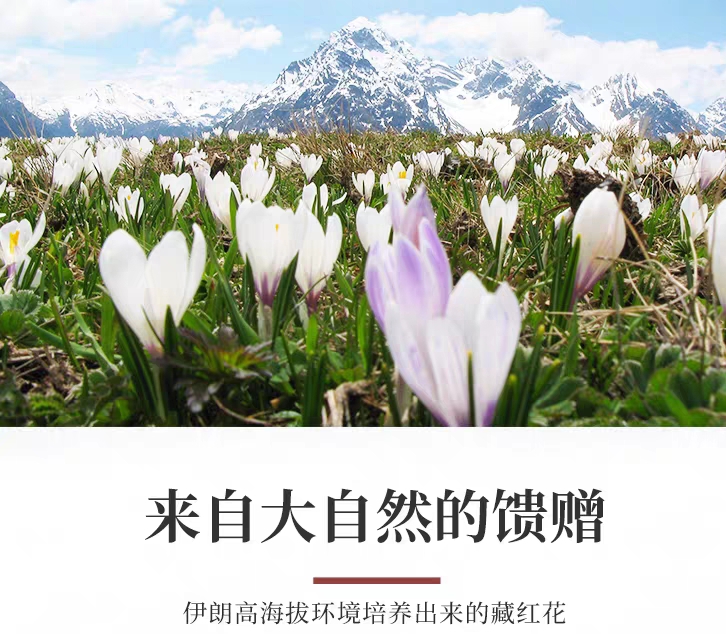 藏红花产地是在中国上海崇明吗,中国最大的藏红花产地是亳州吗