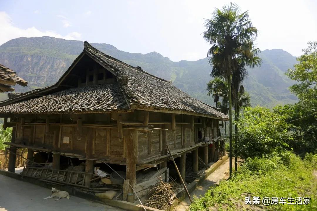 金黄的油菜花让你留连忘返,春季打卡好地方油菜花开醉游人