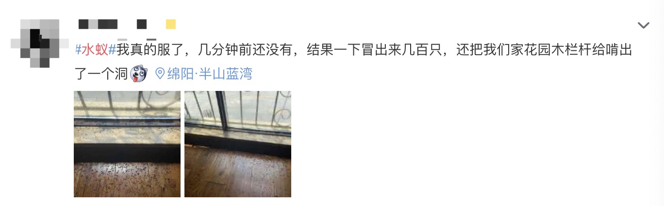 下雨天如何灭水蚁群,水蚁克星