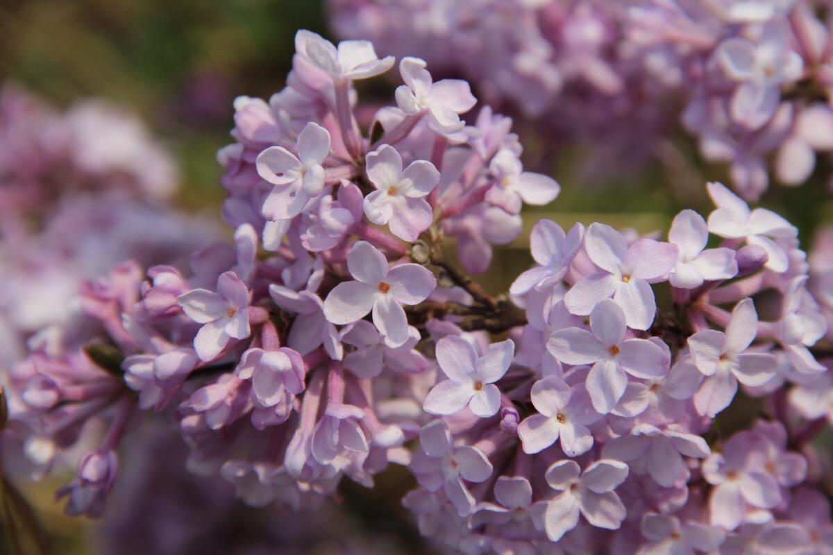 一味药治病绝密配方,一味药治病单方大全