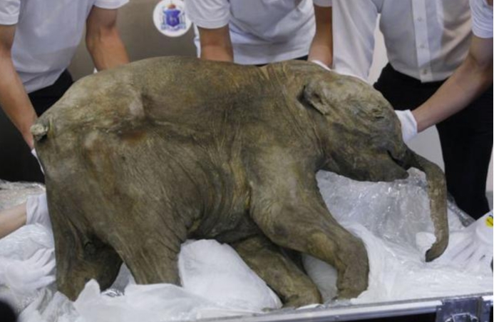 猛犸象牙携带远古病毒,猛犸象牙有远古病毒吗