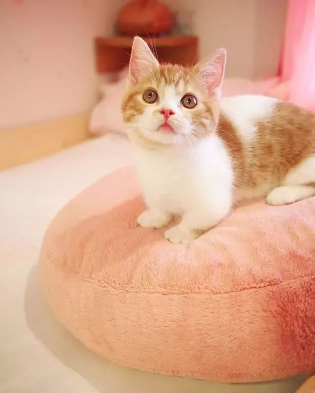 “不行了，我血槽已空，这么萌是怎么长得呢！？”