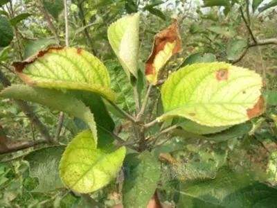 苹果树黄叶病的原因,苹果树黄叶病和打除草剂有关系吗