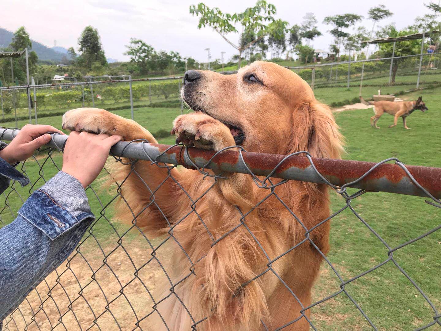 寄养狗狗的场所会丢失狗狗吗,寄养狗狗狗狗会伤心吗