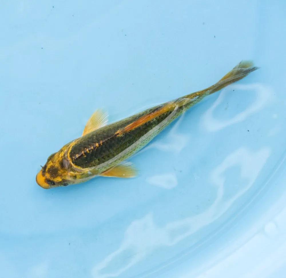 锦鲤充血最佳治疗方法,锦鲤充血的最佳治疗