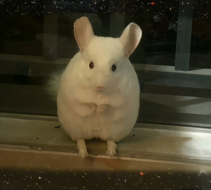 宫崎骏龙猫抱着小龙猫 (有一种可爱叫宫崎骏眼里的龙猫)