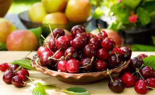 樱桃里的果蝇幼虫人吃了危害大吗,果蝇对樱桃的危害