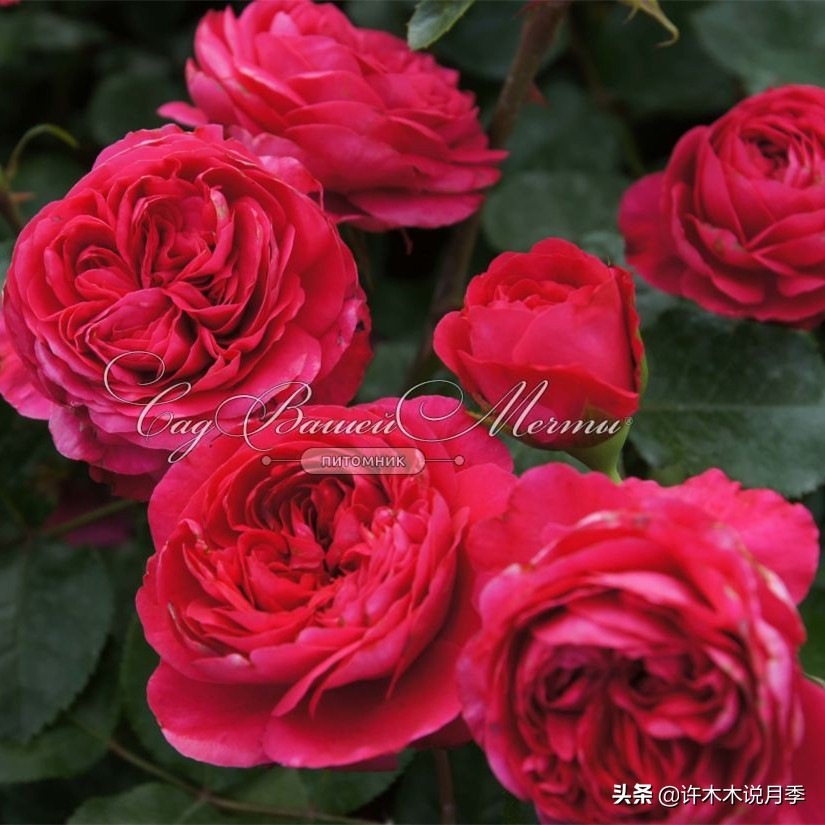 前一段时间买的月季不开花怎么办,月季不开花怎么区分开花颜色