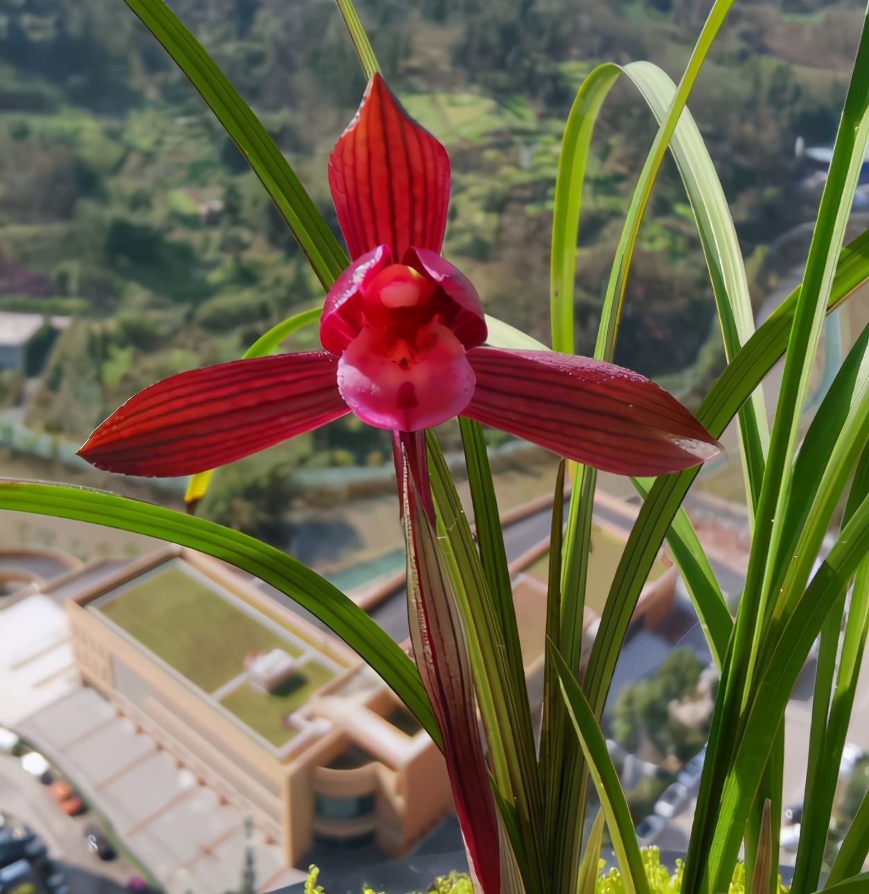 开花多且香的兰花推荐,绿色开花很香的兰花有哪些