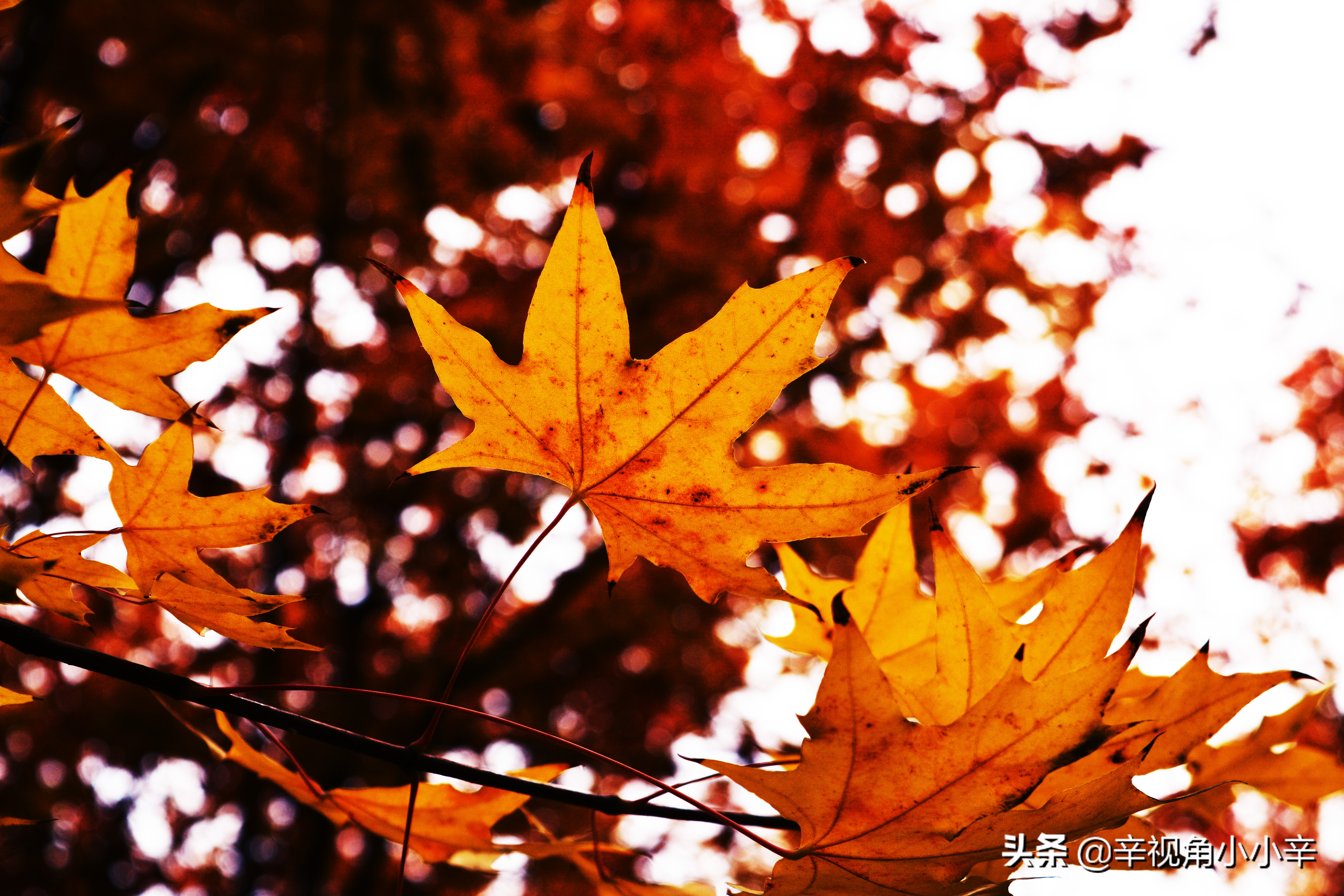 大望京公园红叶,红叶公园北京