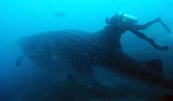 玩具总动员4奥斯卡最佳动画长片 (玩具总动员4奥斯卡)