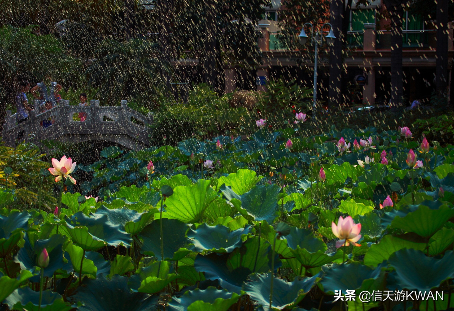 澶忚嚦宸茶嚦鑽疯姳鏅偣 (澶忚嚦宸茶嚦閭ｅ氨蹇樺嵈鐐庣儹鍘昏祻鑺卞惂)