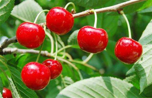 郭宪伟散文完整版,樱桃红了作者作品