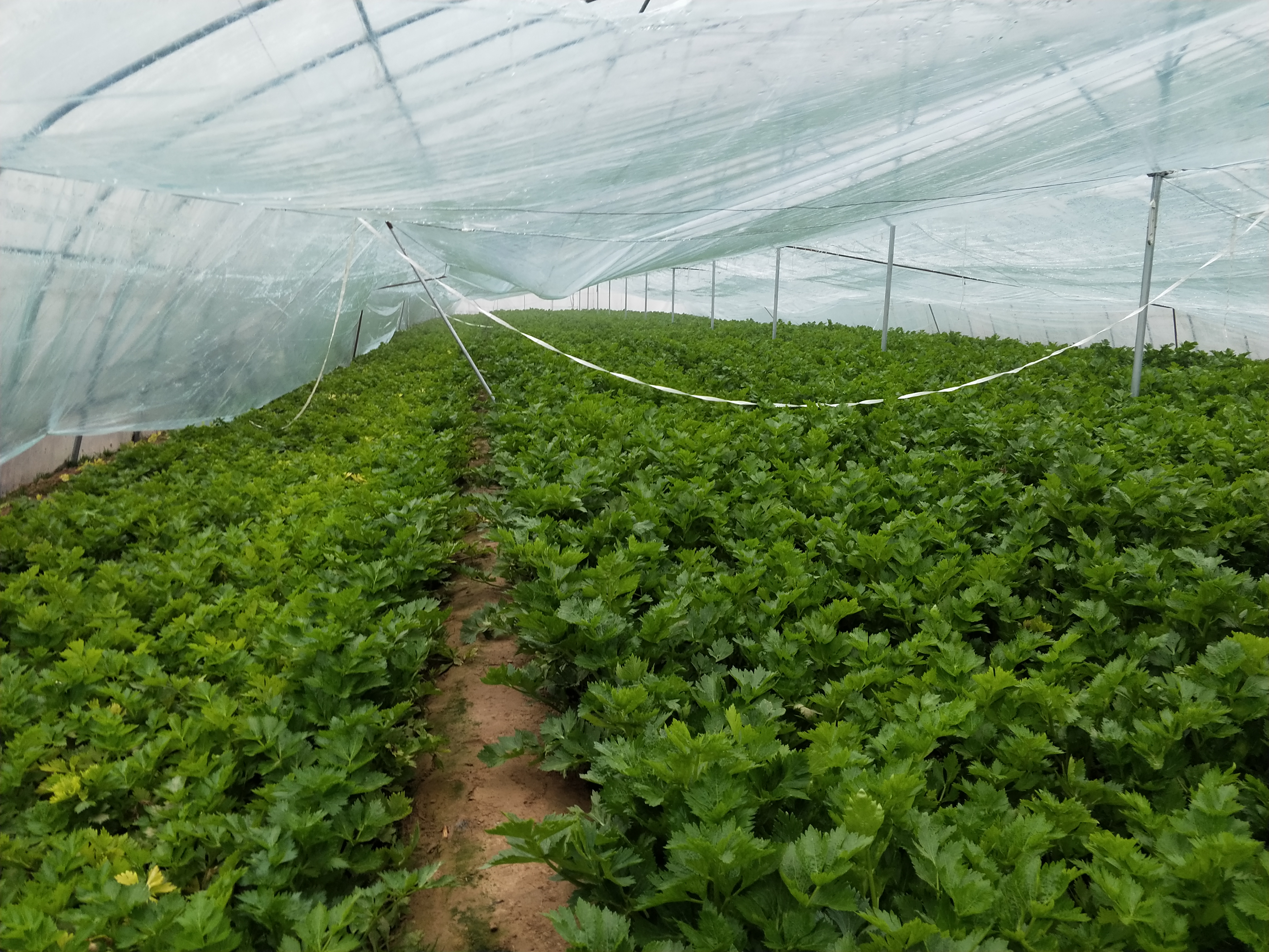 芹菜怎么才能长得好产量高,芹菜产量上不去怎么回事