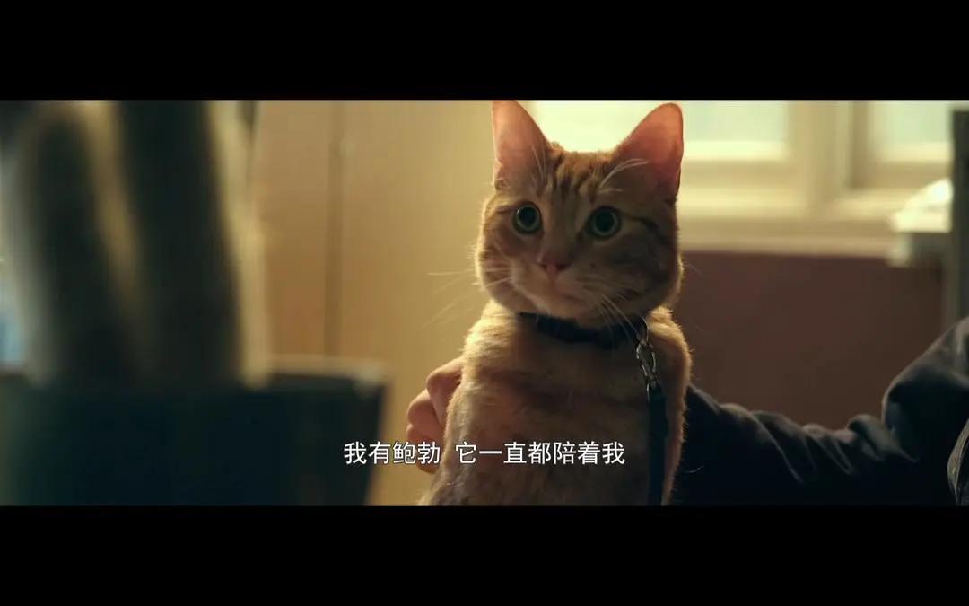 猫咪脾气不好怎么教,猫咪脾气很差怎么办