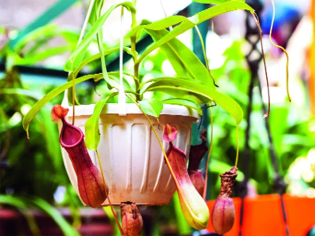 植物防辐射是真的吗,既可吸甲醛也可吸辐射的绿植