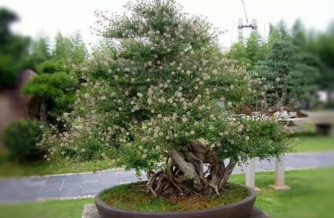 红梅盆景怎么修剪枝干能又短又多,对节白蜡盆景枝干修剪