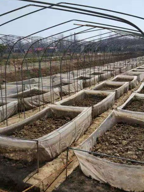 蚂蟥养殖创业,蚂蟥的养殖利润和成本