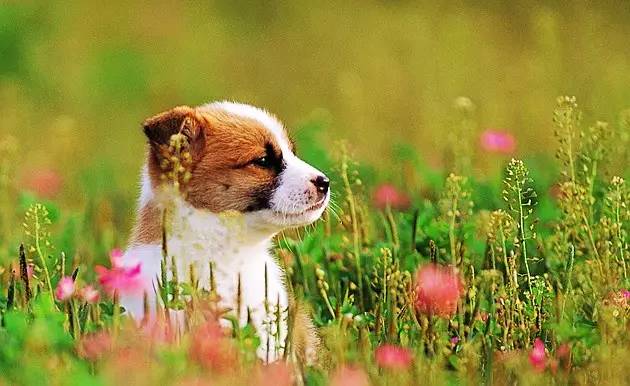 春季犬病治疗,冬春季重点传染病防控知识