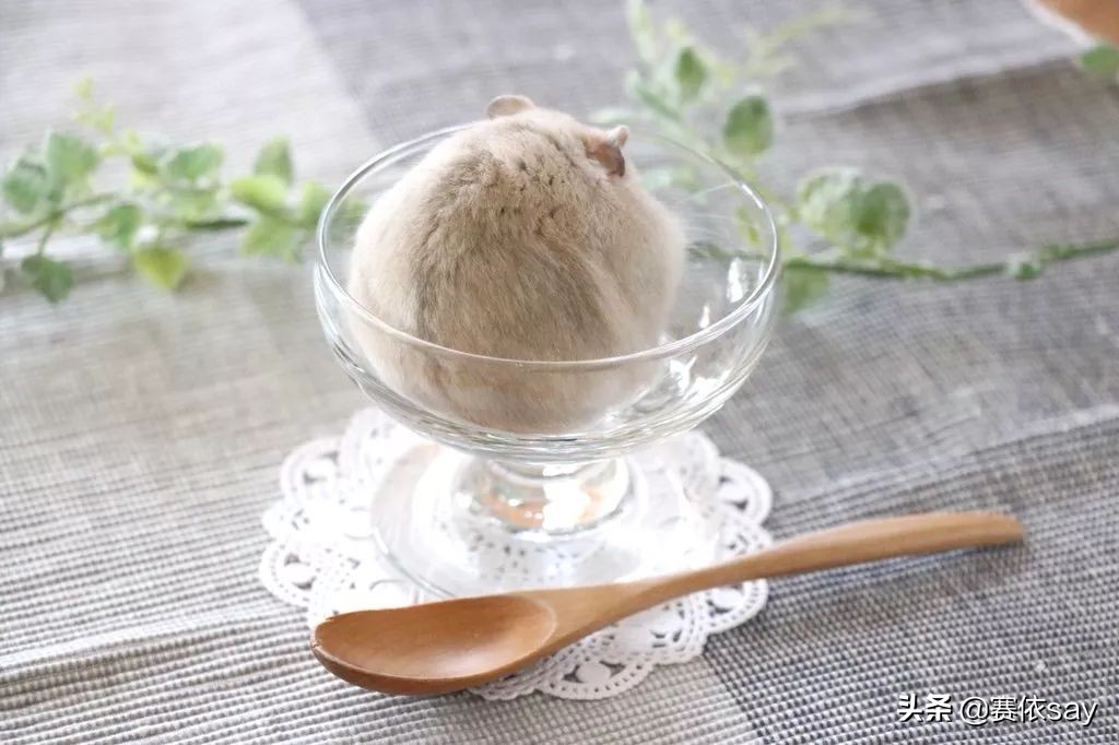 日本推主养了只小仓鼠，又团又圆的样子简直萌炸了！可爱到治愈！