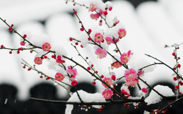 王冕墨梅诗画中国,王冕墨梅图鉴赏