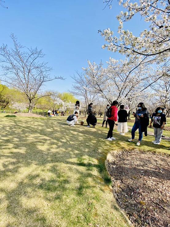 春天必打卡的樱花胜地顾村公园,顾村公园樱花照片视频